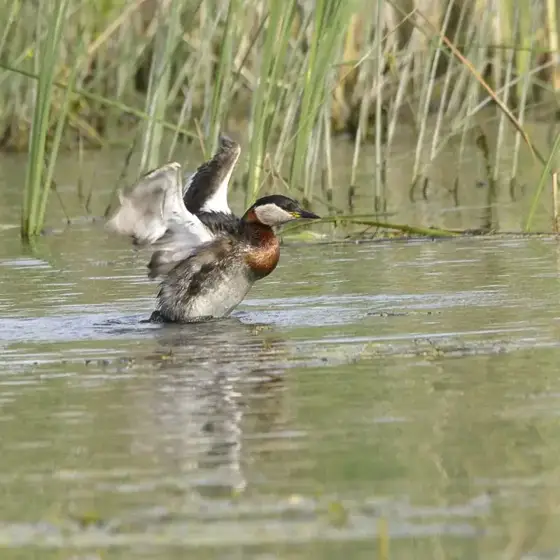 NWPT · Naturfotografie