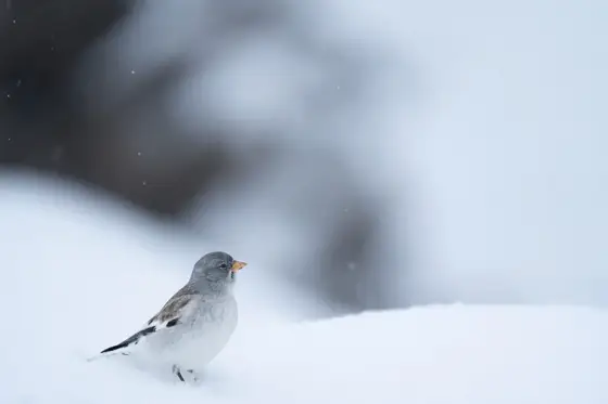 NWPT · Naturfotografie