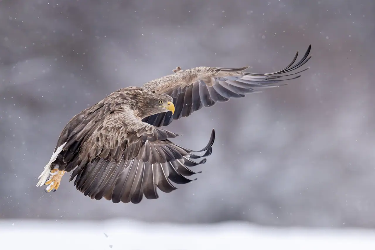 Seeadler im winterlichen Flug